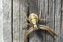 Xysticus chippewa