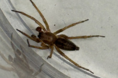 Clubiona subsultans