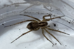 Pardosa agestris