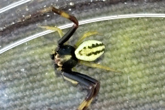 Misumena vatia, male