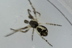 Cyclosa conica, male