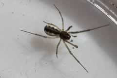 Neriene peltata