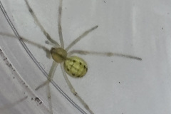 Enoplognatha ovata