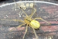 Enoplognatha ovata