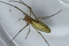 Tetragnetha pinicola