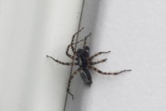 Textrix_denticulata