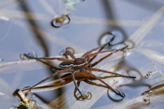 Dolomedes plantarius