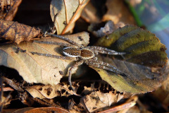 Dolomedes fimbriatus