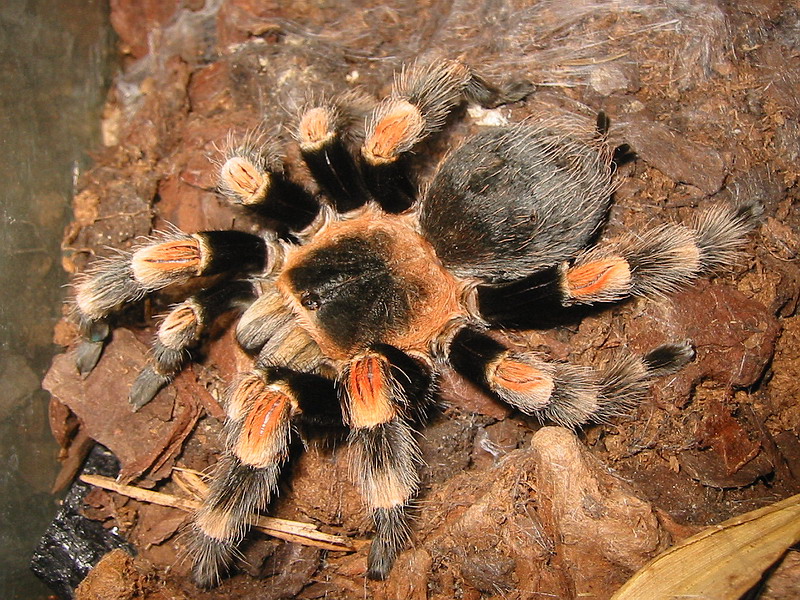 Brachypelma hamorii