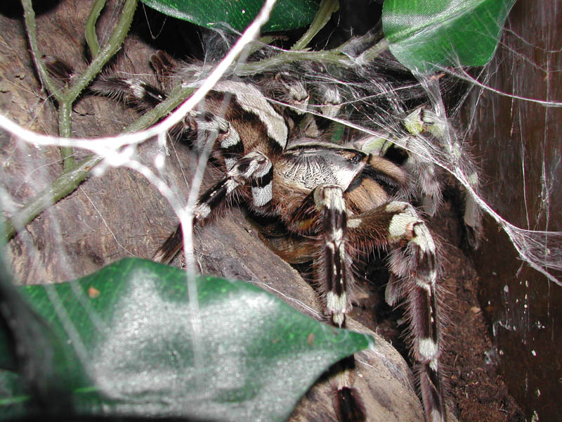 regalis
