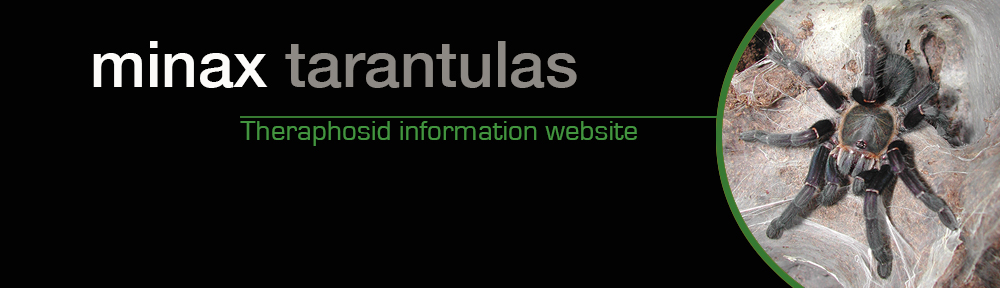 Minax Tarantulas
