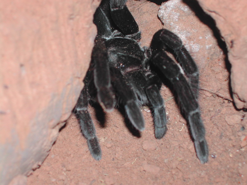 Temp/humidity Minax TarantulasMinax Tarantulas