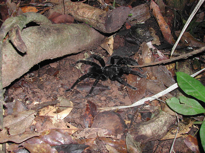 Temp/humidity Minax TarantulasMinax Tarantulas