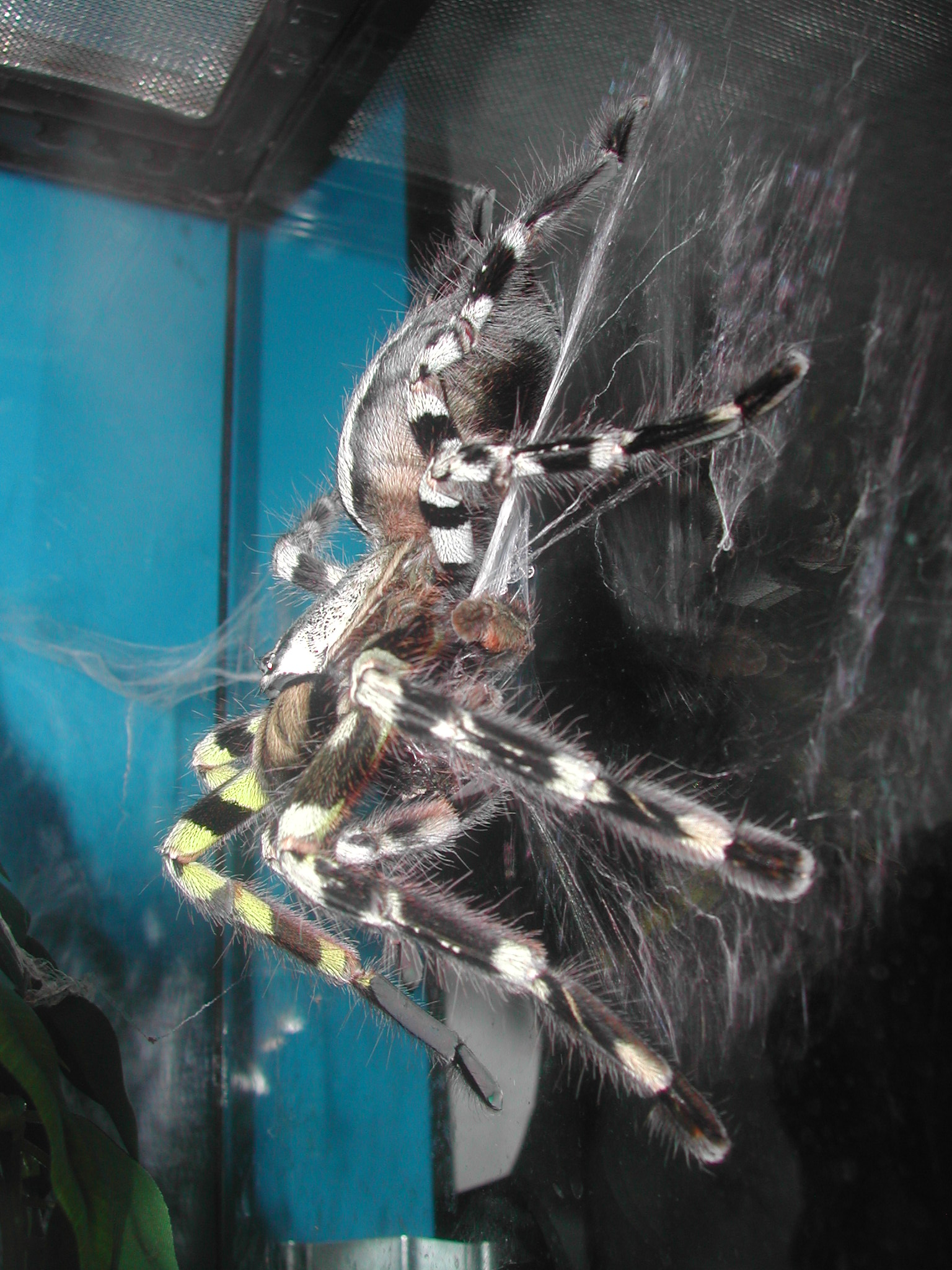 P regalis