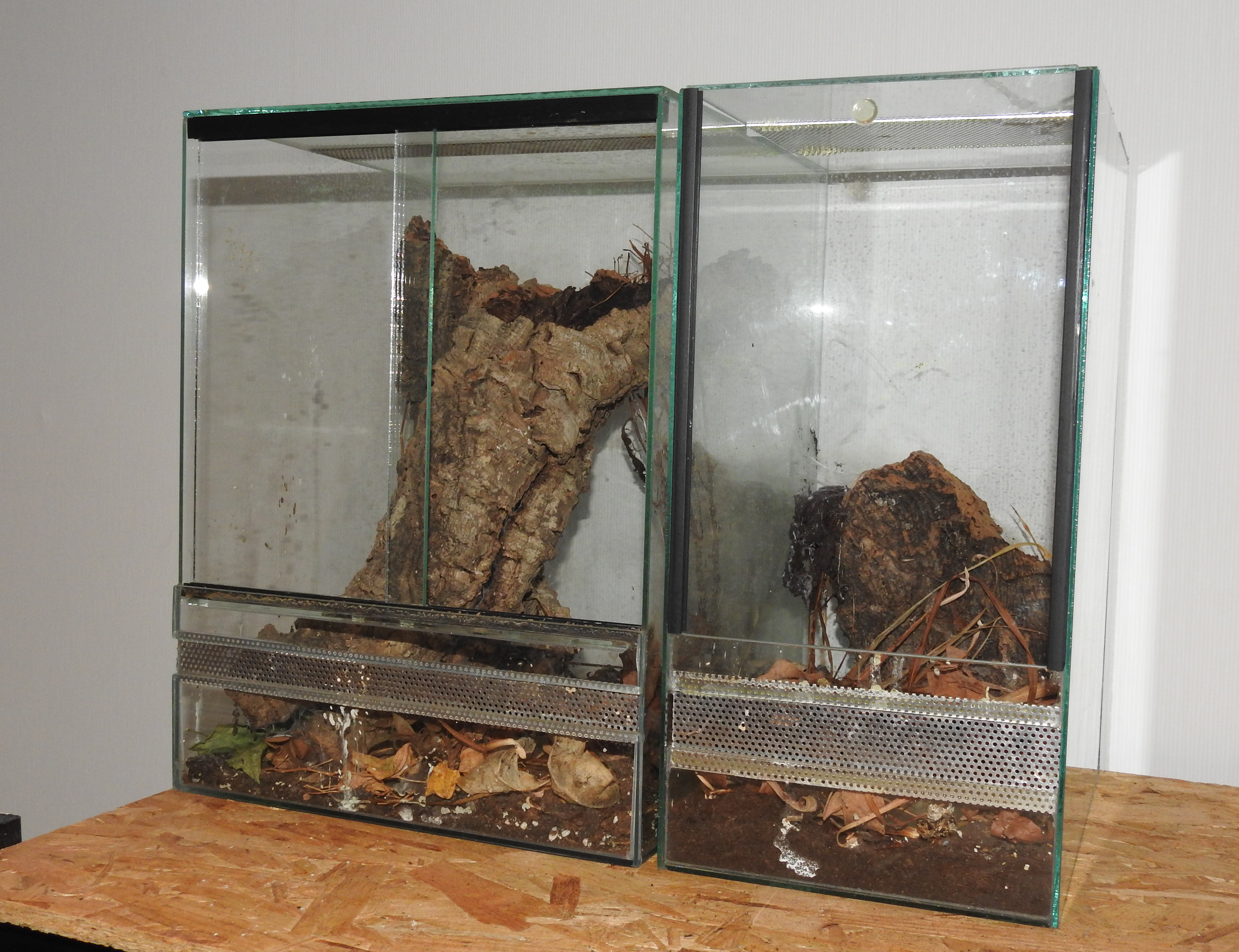 Poecilotheria terrariums