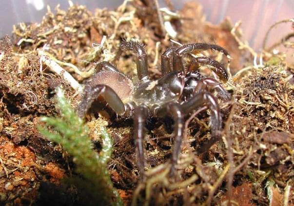 Biology Minax Tarantulas